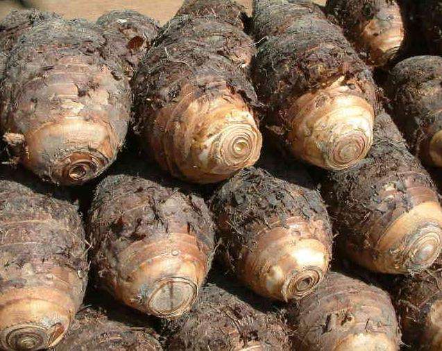 芋頭冷庫建造，芋頭保鮮庫的使用