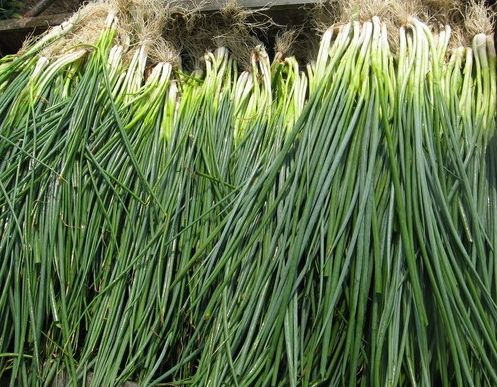 如何利用保鮮冷庫對大蔥進(jìn)行正確儲藏？